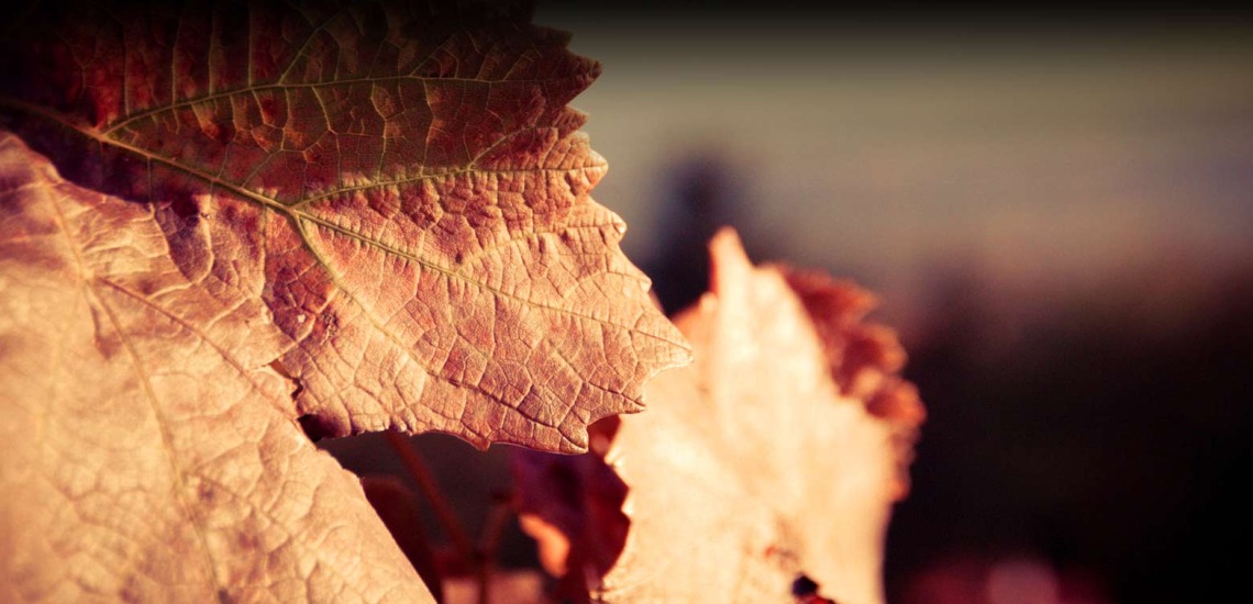 Banner Photo of Grape Leaves