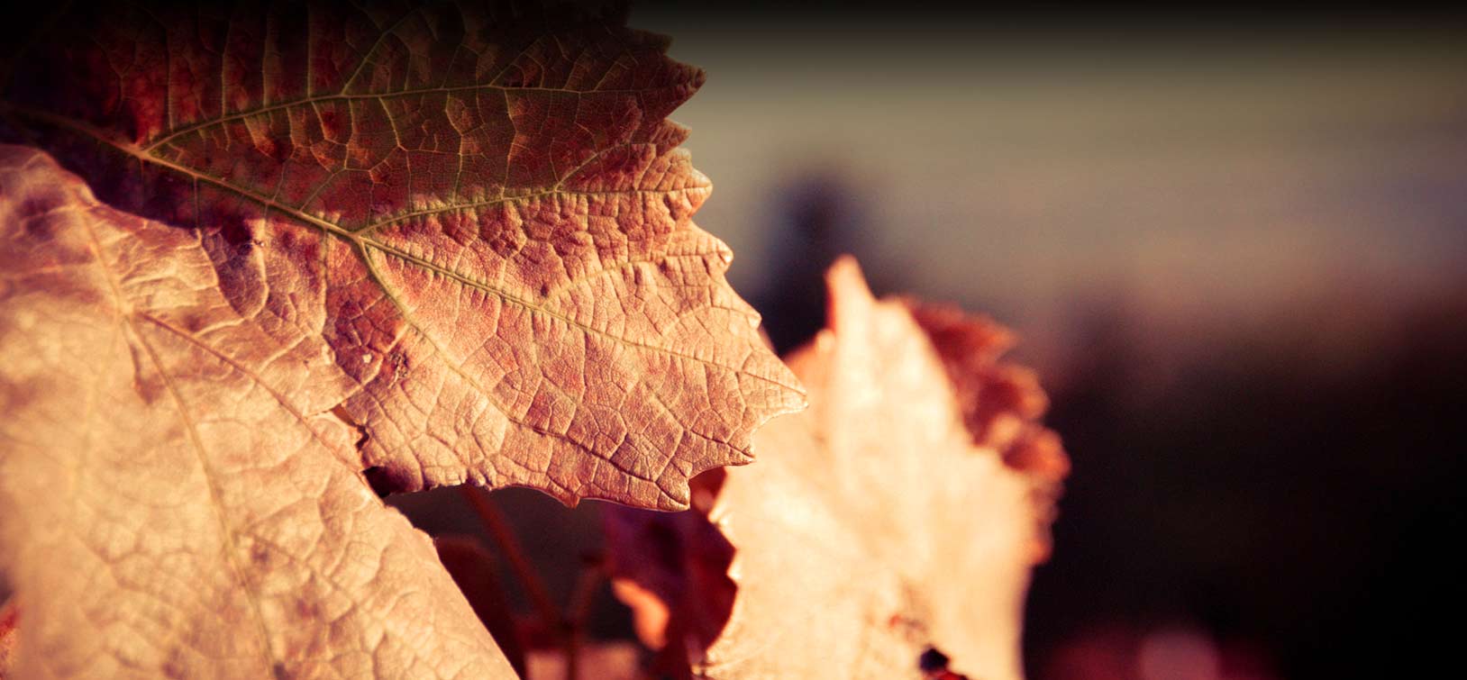 Banner Photo of Grape Leaves
